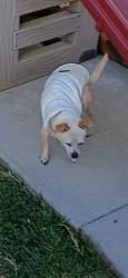Lost Female Dog last seen Springdale and Warner , Huntington Beach, CA 92649