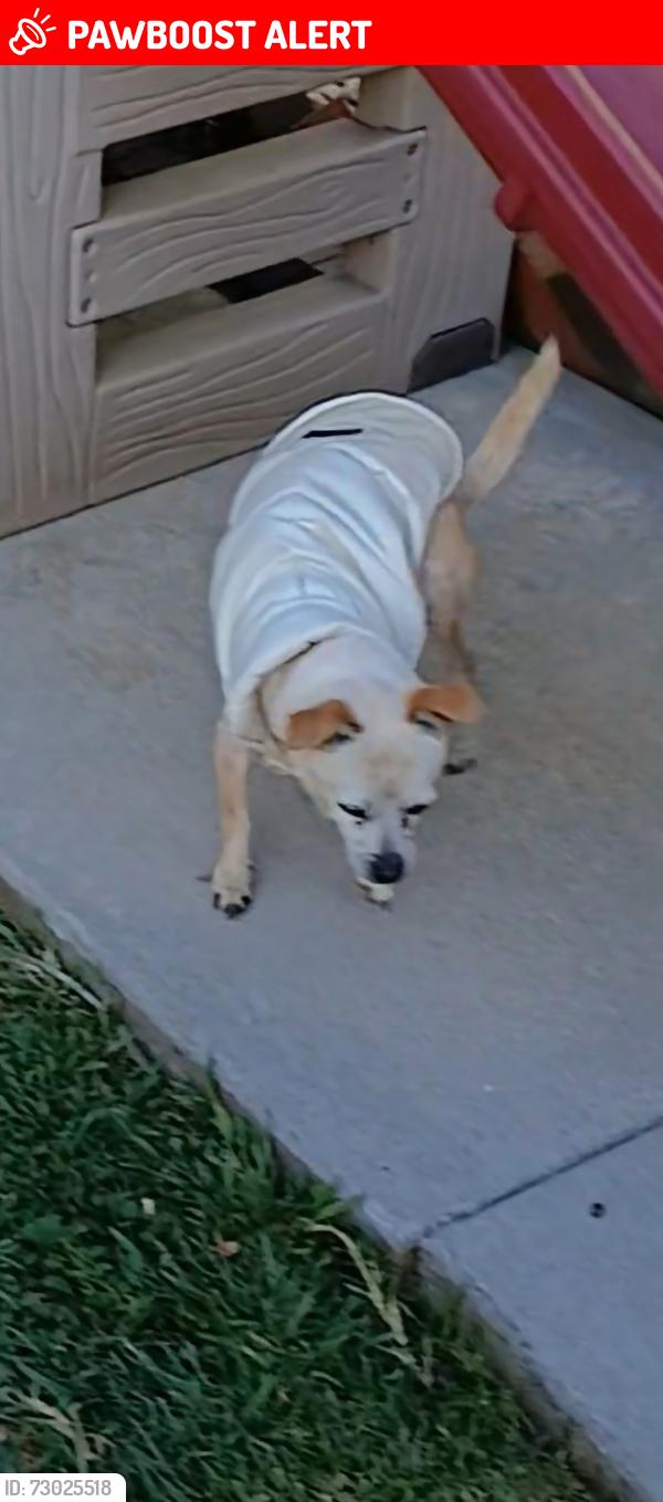 Lost Female Dog last seen Springdale and Warner , Huntington Beach, CA 92649