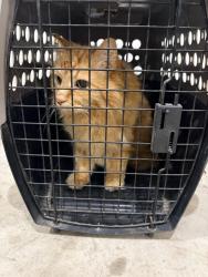 Found/Stray Unknown Cat last seen Alerus Center, Grand Forks, ND 58201