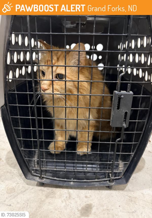 Found/Stray Unknown Cat last seen Alerus Center, Grand Forks, ND 58201