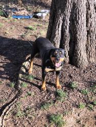 Lost Female Dog last seen Park dr / S Miller Ave, Statesville, NC 28677
