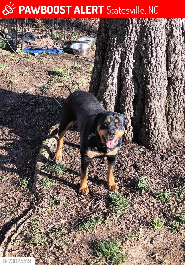 Lost Female Dog last seen Park dr / S Miller Ave, Statesville, NC 28677