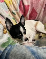 Reunited Female Dog last seen Almira Drive Bremerton, Wa 98310, Bremerton, WA 98310