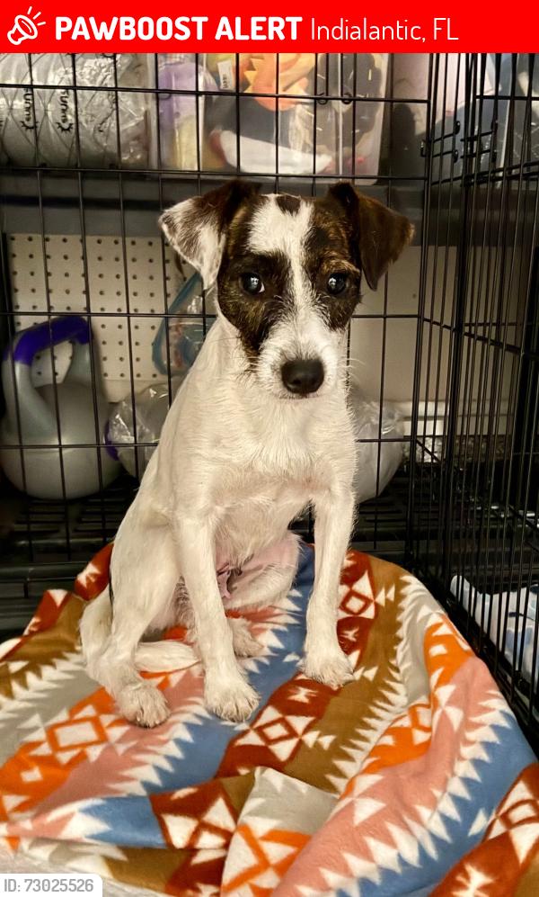 Lost Female Dog last seen Palm Colony Club/Crown Plaza, Indialantic, FL 32903