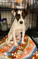 Lost Female Dog last seen Palm Colony Club/Crown Plaza, Indialantic, FL 32903