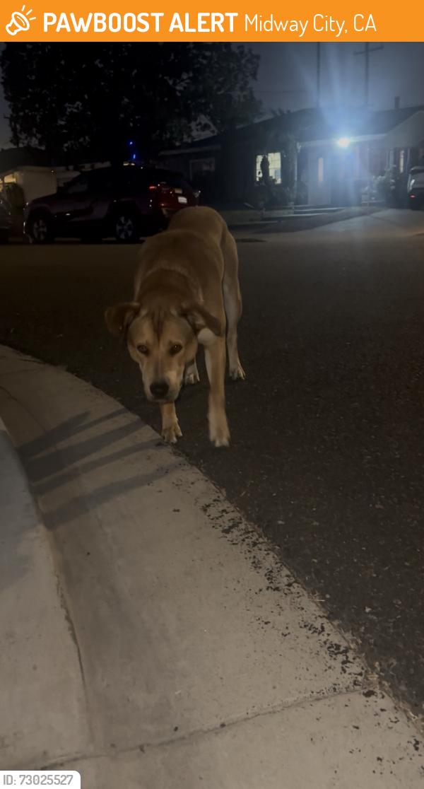 Found/Stray Male Dog last seen MIDWAY CITY, CA, Midway City, CA 92655