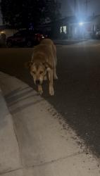 Found/Stray Male Dog last seen MIDWAY CITY, CA, Midway City, CA 92655