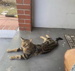 Lost Male Cat last seen Oviedo street, St. Augustine, FL 32084