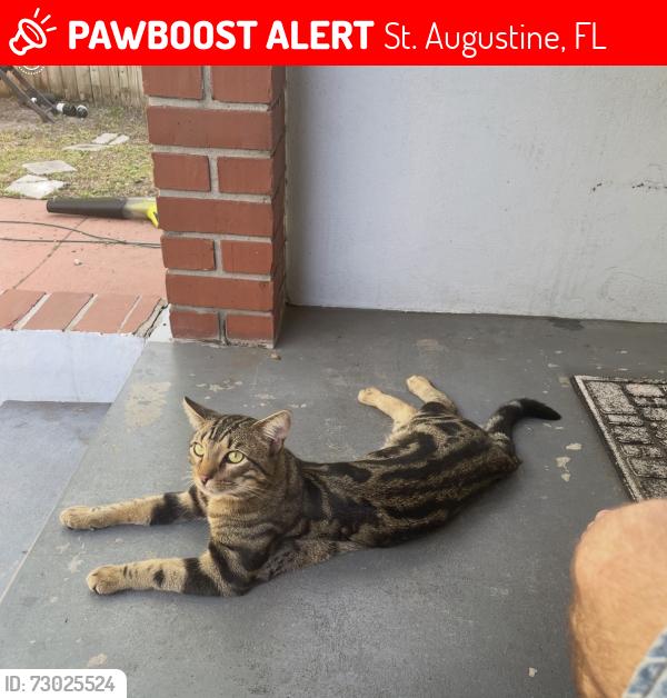 Lost Male Cat last seen Oviedo street, St. Augustine, FL 32084