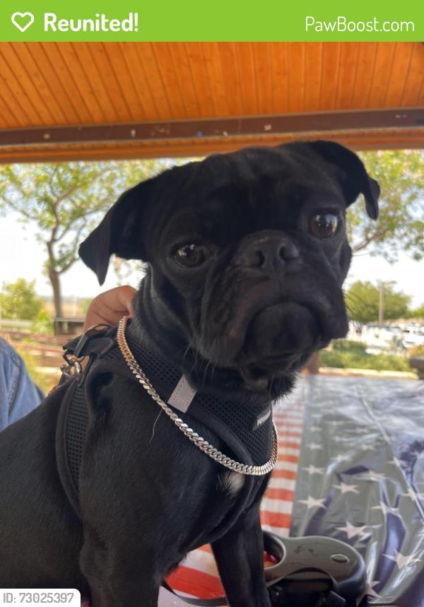 Reunited Male Dog last seen university greens, Riverside, CA 92507