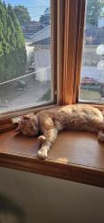 Reunited Male Cat last seen argyle and keystone, Chicago, IL 60630