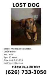 Reunited Male Dog last seen Near N Pennsylvania Ave, Glendora, CA 91741, USA, Glendora, CA 91741