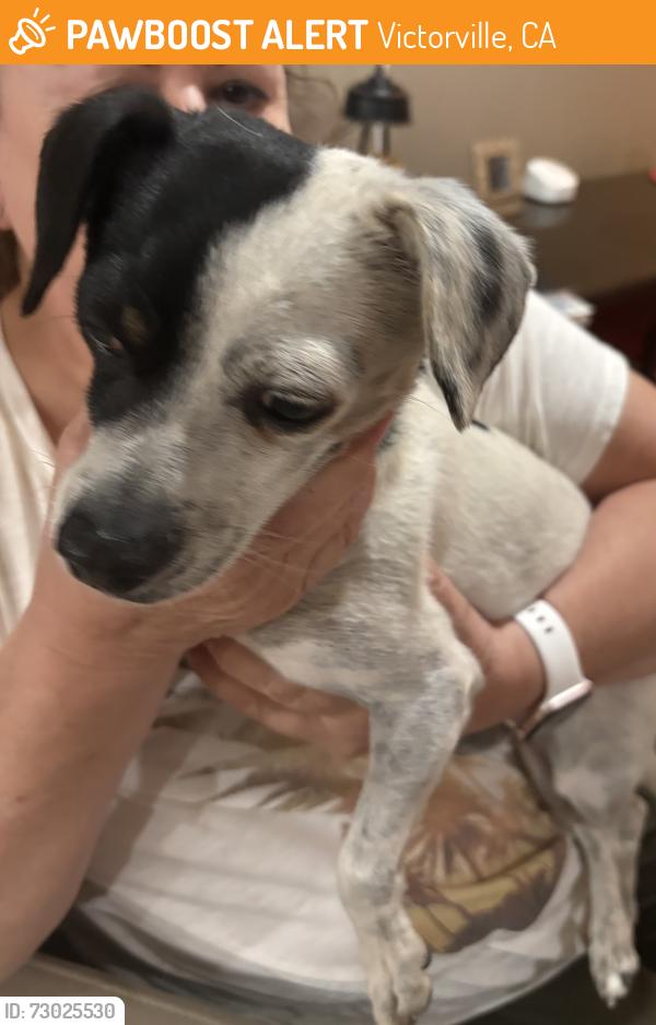 Found/Stray Male Dog last seen Canyon Ridge, Victorville, CA 92392