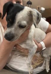 Found/Stray Male Dog last seen Canyon Ridge, Victorville, CA 92392