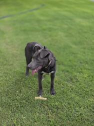Found/Stray Female Dog last seen South Kirk st and berry st colton ca 92324, Colton, CA 92324