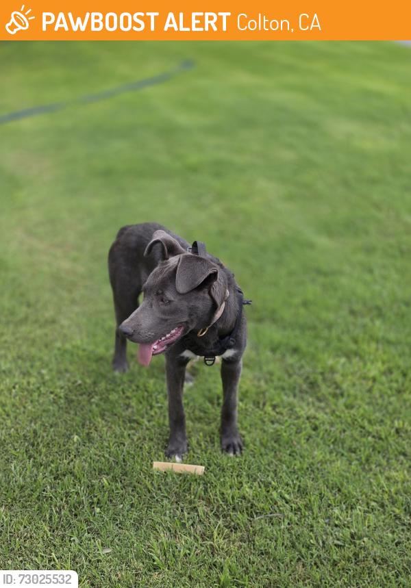 Found/Stray Female Dog last seen South Kirk st and berry st colton ca 92324, Colton, CA 92324