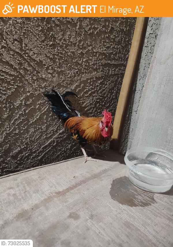 Found/Stray Male Bird last seen 127th Ave and Soledad St, El Mirage, AZ 85335