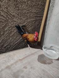 Found/Stray Male Bird last seen 127th Ave and Soledad St, El Mirage, AZ 85335