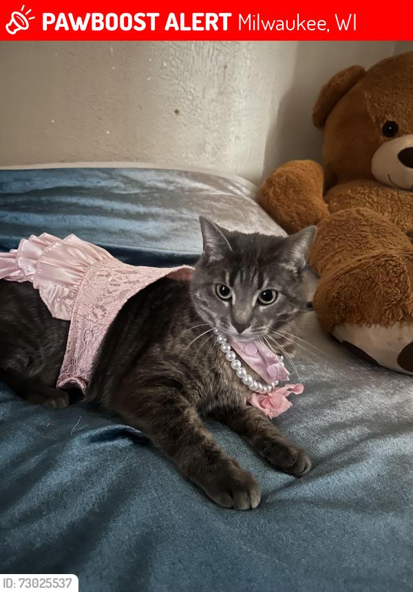 Lost Female Cat last seen Lincon Street, Milwaukee, WI 53215