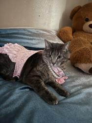 Lost Female Cat last seen Lincon Street, Milwaukee, WI 53215