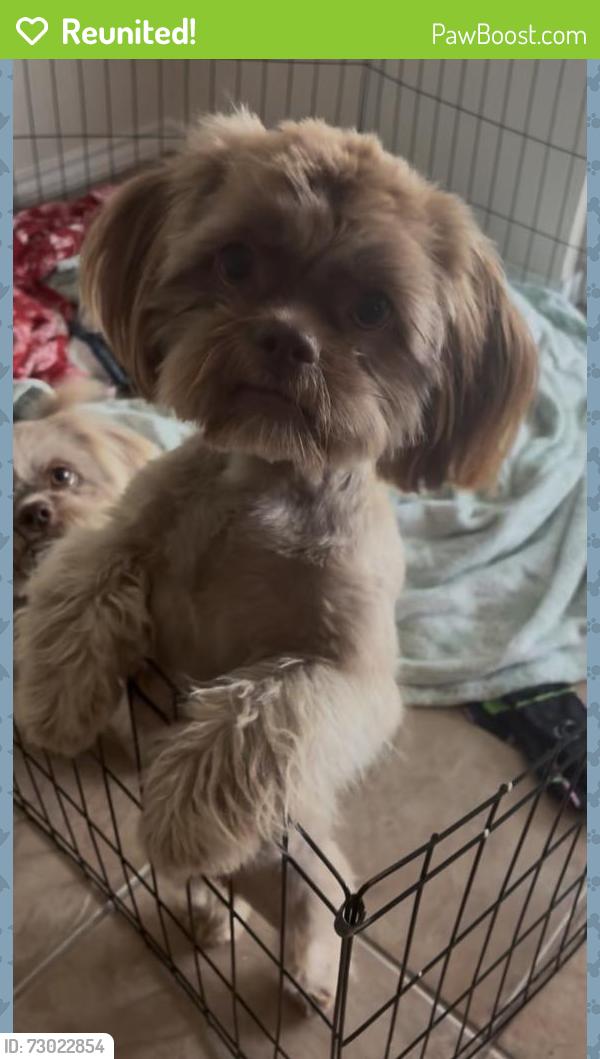 Reunited Female Dog last seen Near Vamonos Dr, Brownsville, TX 78526
