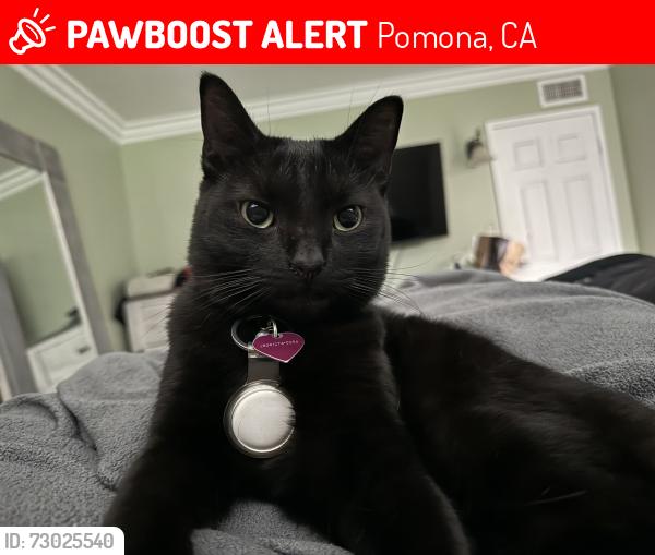 Lost Female Cat last seen Foothill and Towne , Pomona, CA 91767