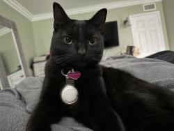 Lost Female Cat last seen Foothill and Towne , Pomona, CA 91767