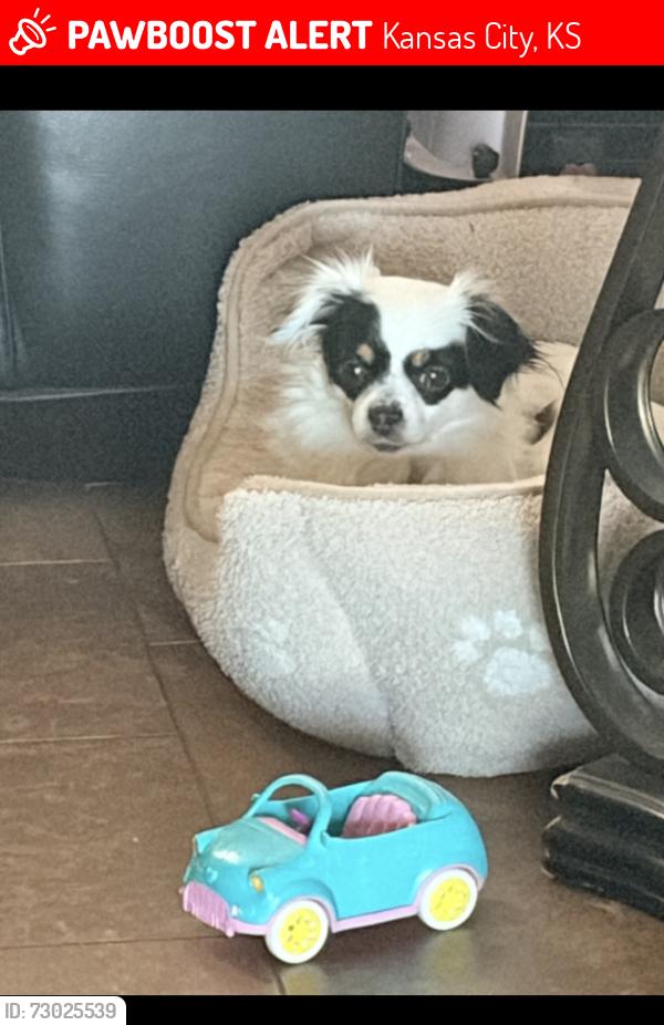 Lost Female Dog last seen 55th and crest, Kansas City, KS 66106