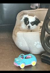 Lost Female Dog last seen 55th and crest, Kansas City, KS 66106