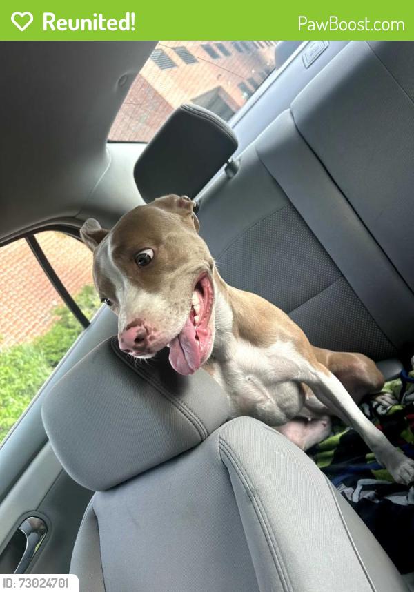 Reunited Female Dog last seen Virginia beach , Virginia Beach, VA 23451