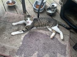 Lost Male Cat last seen Old engle town rd, Pigeon Forge, TN 37862