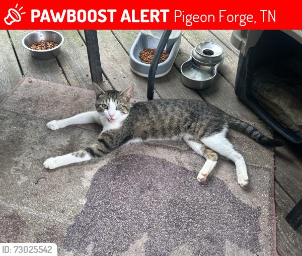 Lost Male Cat last seen Old engle town rd, Pigeon Forge, TN 37862