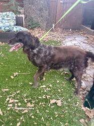 Found/Stray Unknown Dog last seen Near Narrows, Silverado, CA 92676