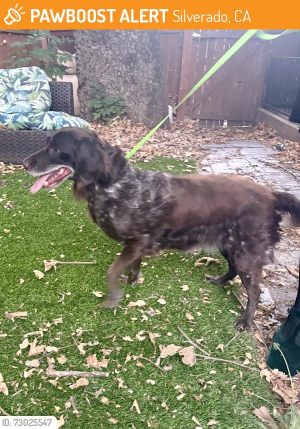 Found/Stray Unknown Dog last seen Near Narrows, Silverado, CA 92676