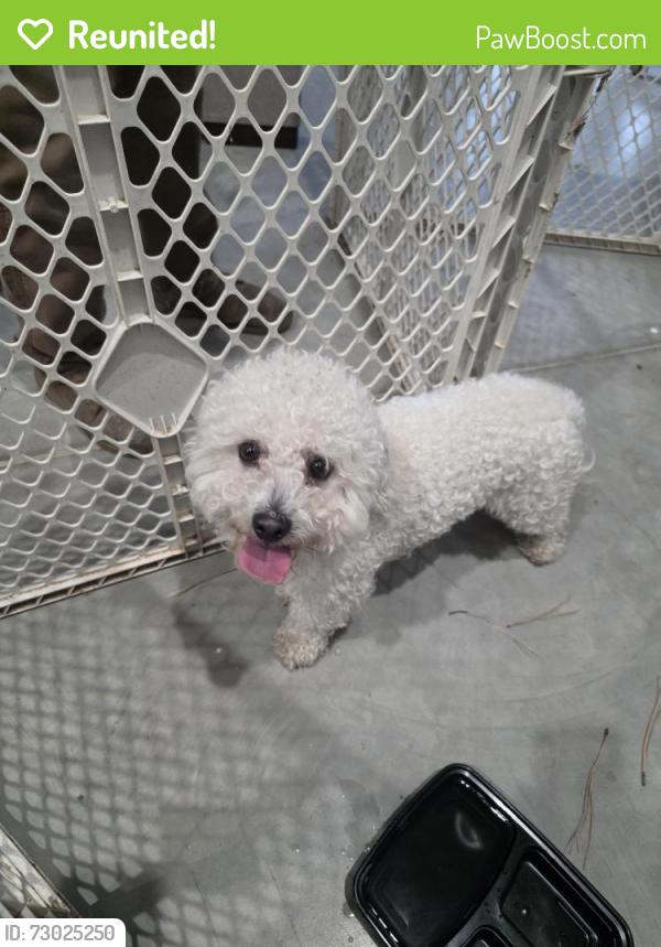 Reunited Male Dog last seen Near Macdonald and University , Mesa, AZ 85201