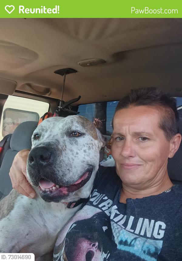 Reunited Female Dog last seen Winchester and Montebello , Apache Junction, AZ 85119