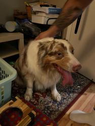 Reunited Unknown Dog last seen Atlantic and Clara, Bell Gardens, CA 90201