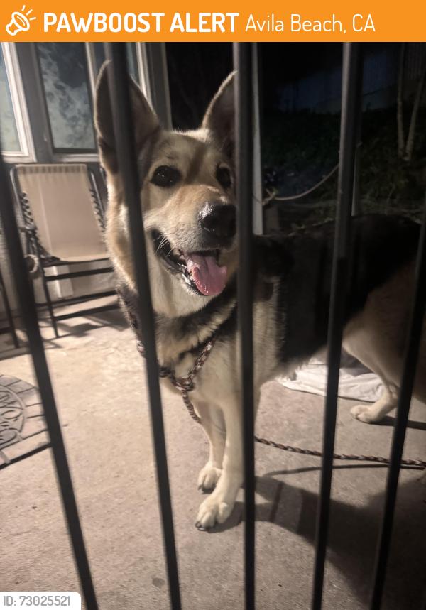 Found/Stray Female Dog last seen San Luis st and San Antonia st, Avila Beach, CA 93424