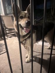 Found/Stray Female Dog last seen San Luis st and San Antonia st, Avila Beach, CA 93424