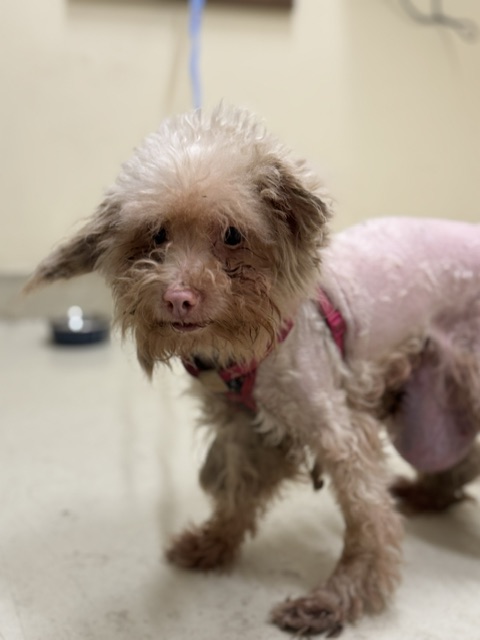 Shelter Stray Female Dog last seen Near BLOCK MISSION BLVD, 1950 Stevenson Blvd, Fremont, CA 94538, USA