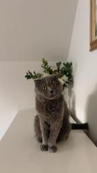 Lost Female Cat last seen corinth baptist church, Gwinnett County, GA 30052