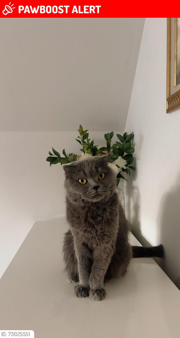 Lost Female Cat last seen corinth baptist church, Gwinnett County, GA 30052