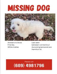 Lost Female Dog last seen Cerca de la lavanderia, Hamilton Township, NJ 08629