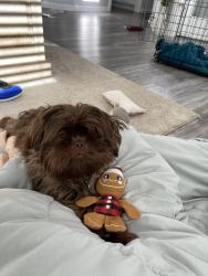 Lost Female Dog last seen Deer Creek, Montgomery, AL 36117