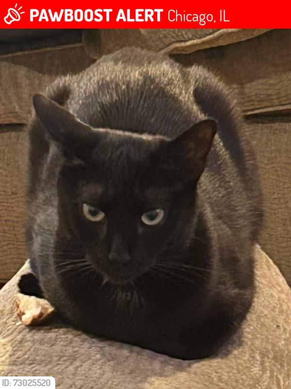Lost Female Cat last seen Cermak and Albany near our lady of tepeyac parish food distribution center on 3047 w Cermak Rd Chicago 60623 il , Chicago, IL 60623