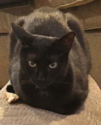 Lost Female Cat last seen Cermak and Albany near our lady of tepeyac parish food distribution center on 3047 w Cermak Rd Chicago 60623 il , Chicago, IL 60623