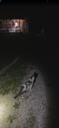 Found/Stray Unknown Cat last seen Near Kent ln, Silex, MO 63377