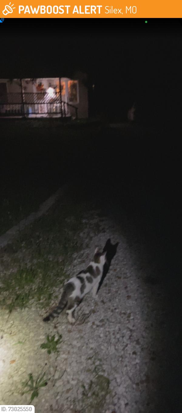 Found/Stray Unknown Cat last seen Near Kent ln, Silex, MO 63377