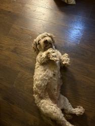 Found/Stray Female Dog last seen N Wilson rd, Columbus, OH 43204