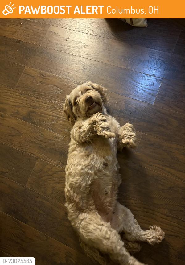 Found/Stray Female Dog last seen N Wilson rd, Columbus, OH 43204